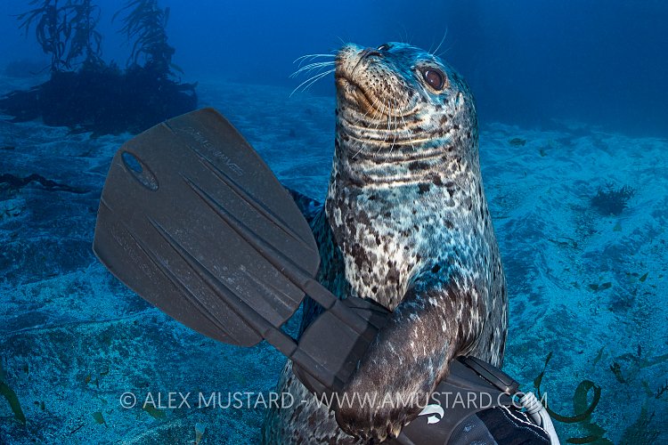 Inquisitive Seal. USA