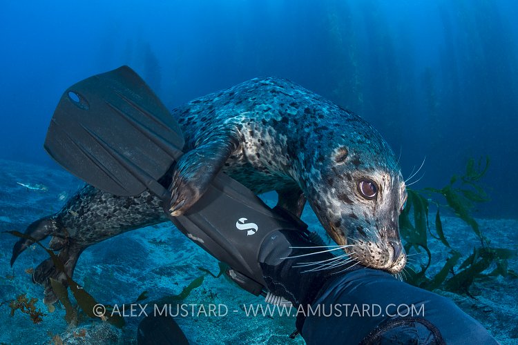 Inquisitive Seal. USA
