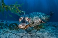 Harbour Seal. USA