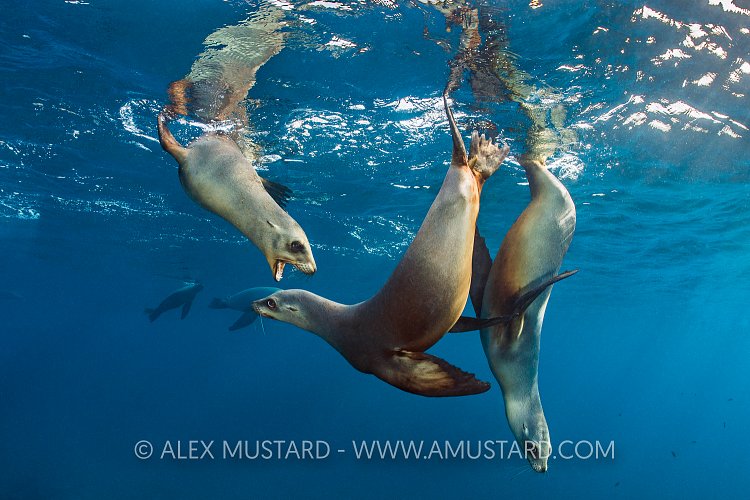 Playful Sealions. USA