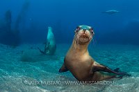 Young Sealions. USA