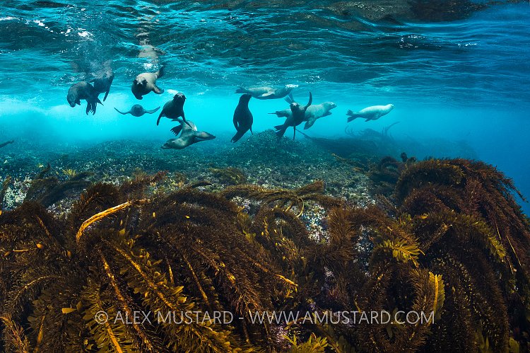Young Sealions. USA