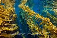 Sealion In Kelp Forest. USA
