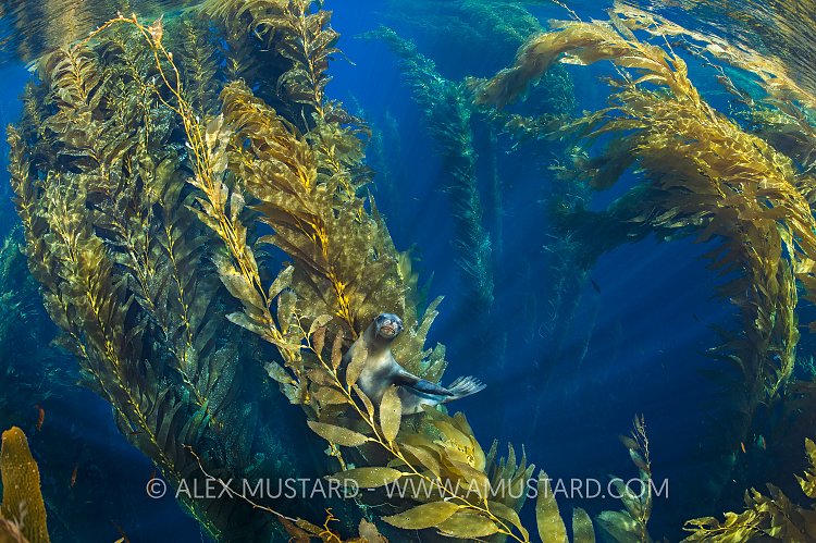 Sealion In Canopy. USA