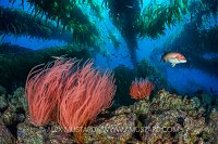 Kelp Forest Scene. USA