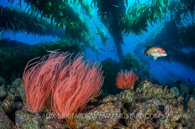 Kelp Forest Scene. USA