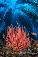 Gorgonian Beneath Kelp. USA
