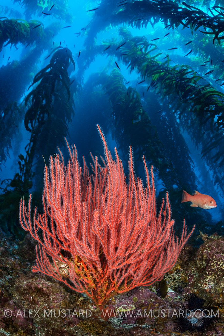Gorgonian Beneath Kelp. USA