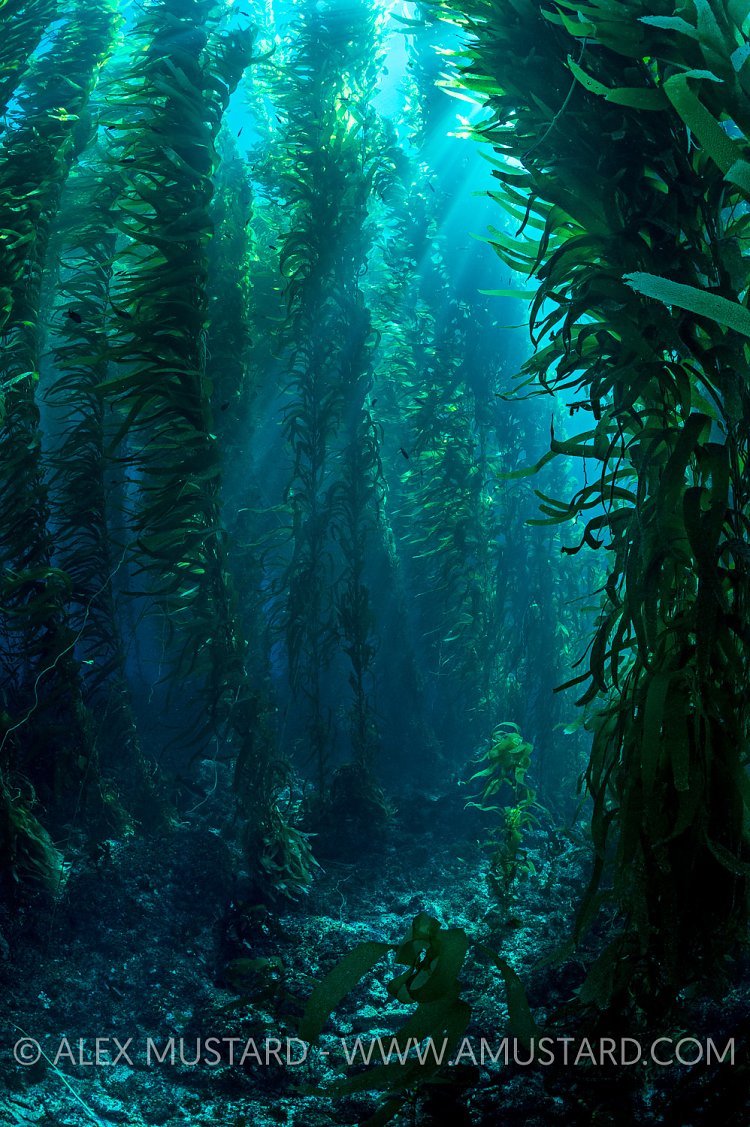 Giant Kelp Glade. USA