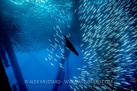 Sealion Chase. USA