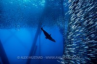 Hunting Sealion. USA