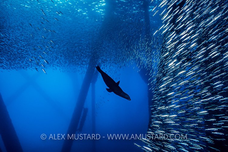 Hunting Sealion. USA