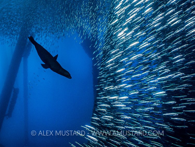 Sealion Chase. USA
