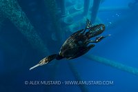 Diving Cormorant. Mexico