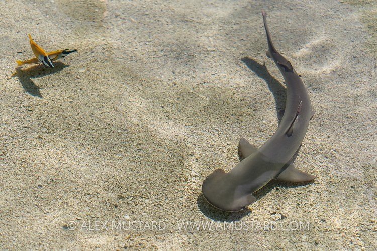 Bonnethead Shark. USA