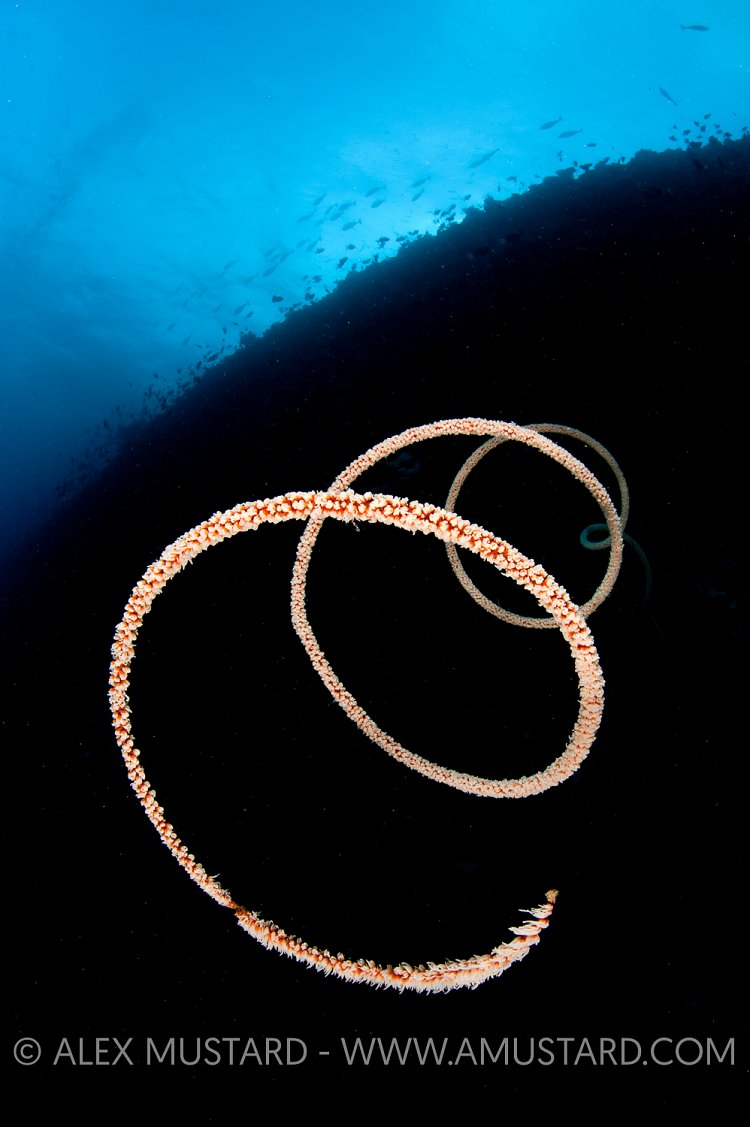 Wire coral, Maldives.