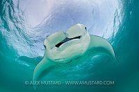 Feeding mantas. Maldives