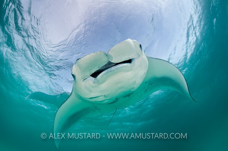 Feeding mantas. Maldives