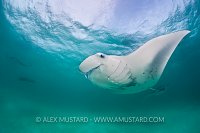 Feeding mantas. Maldives