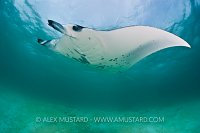 Manta ray. Maldives