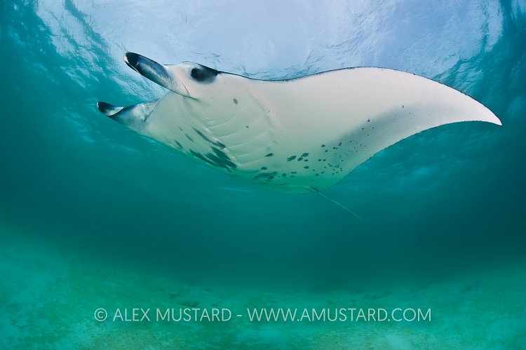 Manta ray. Maldives