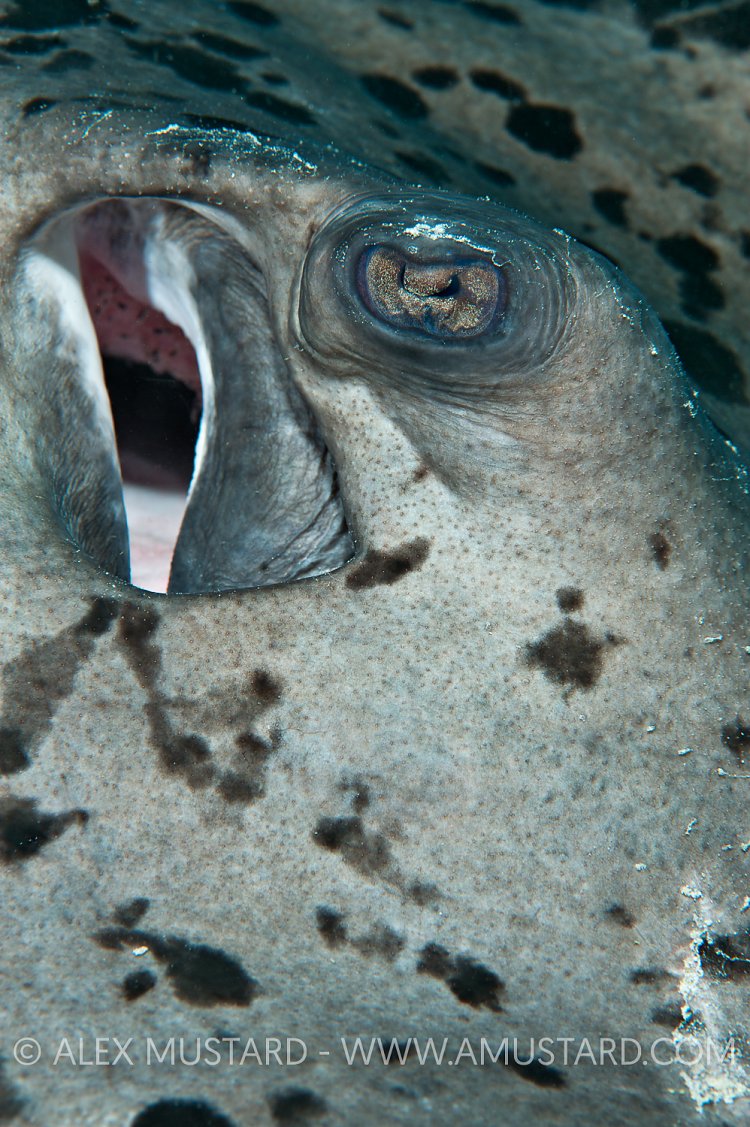 Marble ray detail. Maldives.