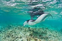 Manta at the surface. Maldives.