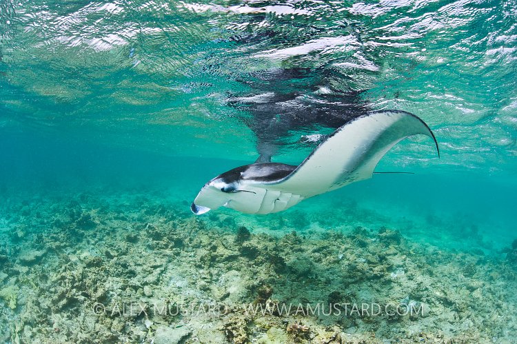 Manta at the surface. Maldives.