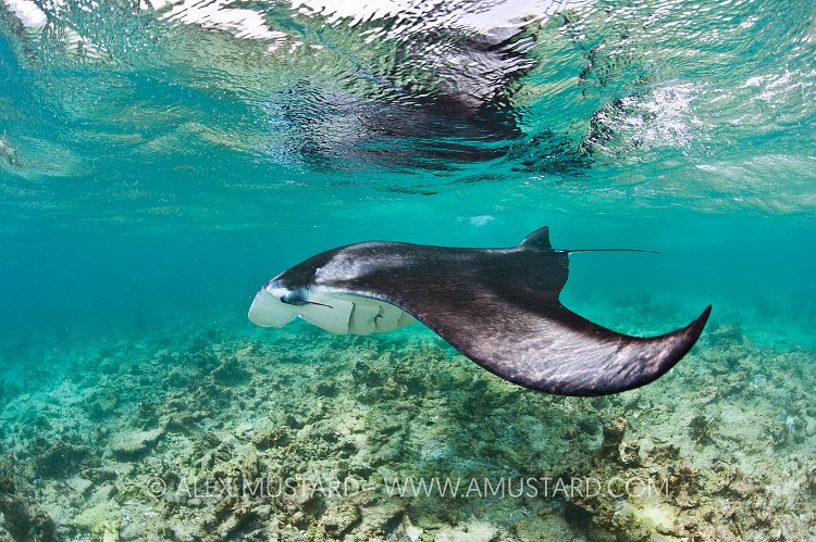 Manta at the surface. Maldives.