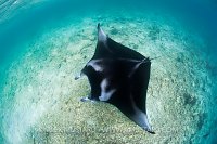 Manta ray from above. Maldives.