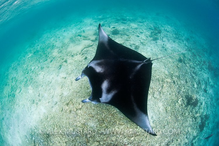 Manta ray from above. Maldives.