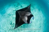 Manta ray from above. Maldives.