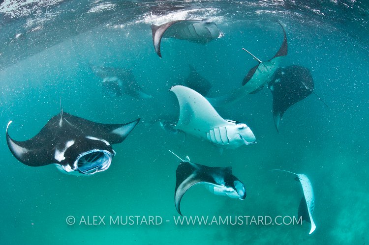 Manta group feeding. Maldives.