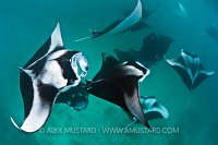 Manta group feeding. Maldives.