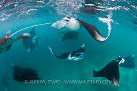 Manta group feeding. Maldives.
