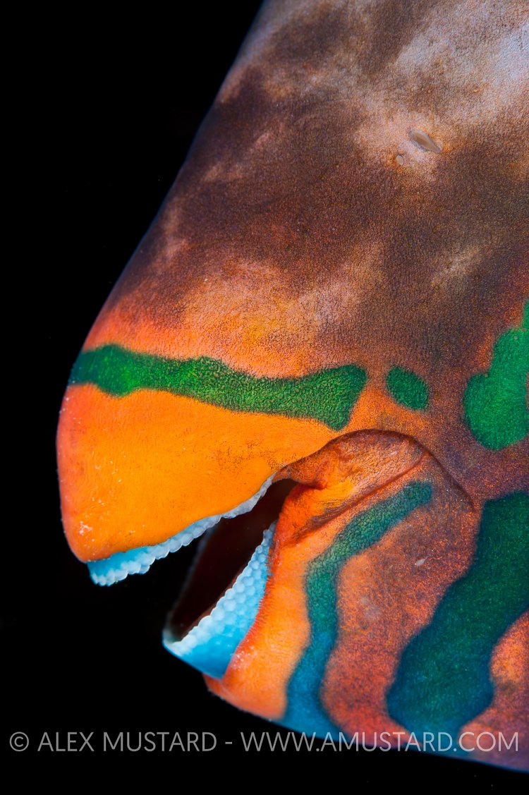 Parrotfish teeth. Maldives.