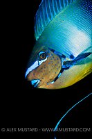 Unicornfish display. Maldives.