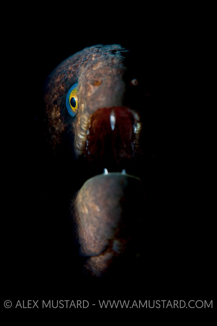 Moray portrait. Maldives