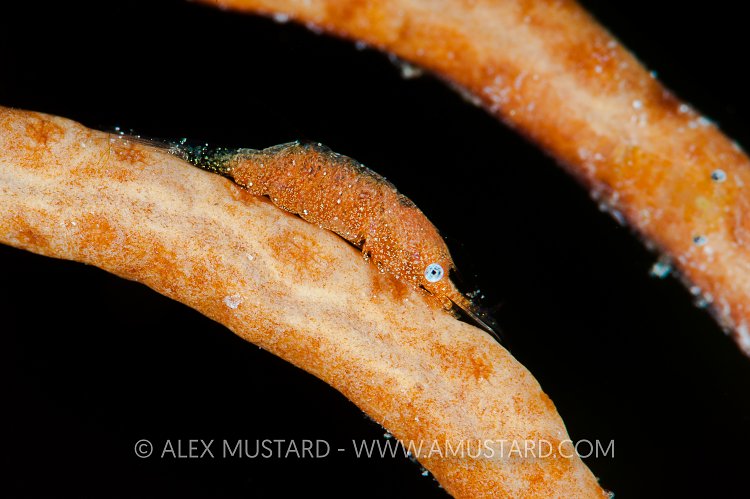 Gorgonian shrimp, Maldives.