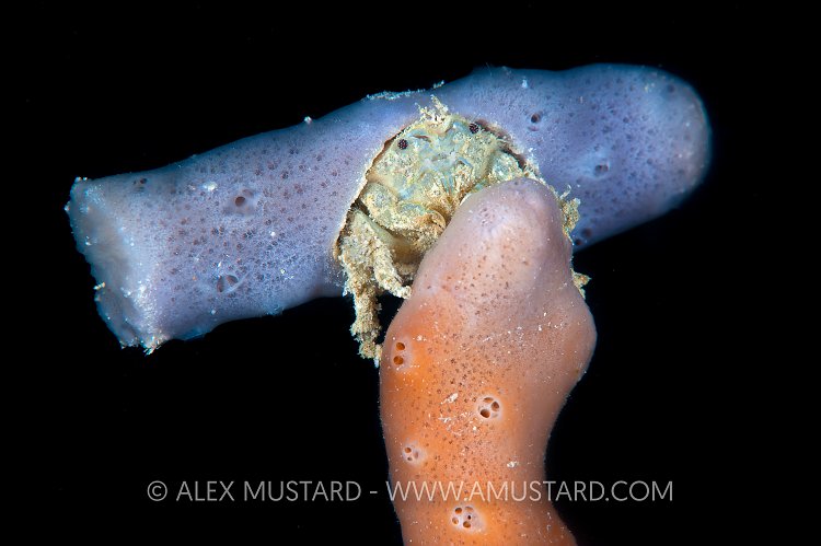 Sponge crab, Maldives.