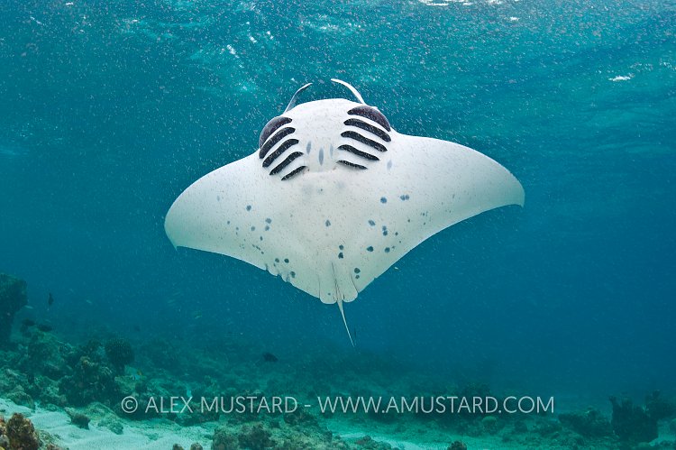 Young manta feeding in shallow water. Maldives