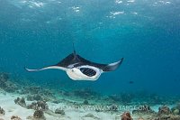 Young manta feeding in shallow water. Maldives