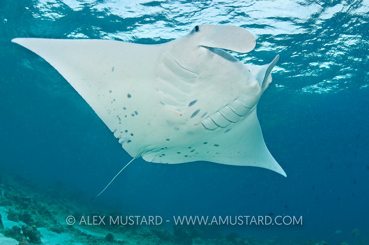 Young manta in shallow water. Maldives.
