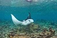 Manta feeding on plankton. Maldives.