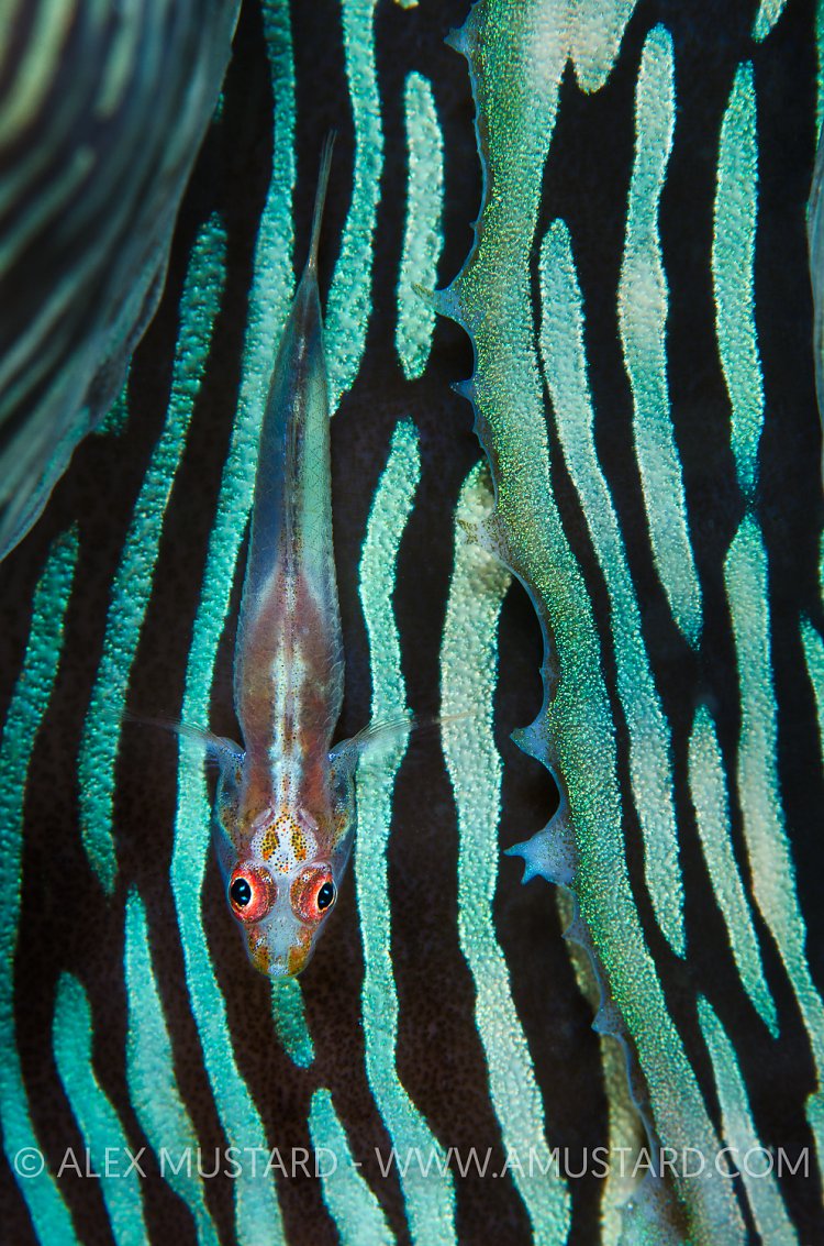 Ghost Goby On Clam. Maldives.