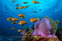 Maldive Anemonefish, Maldives.
