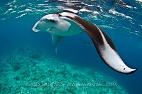 Manta Feeding. Maldives