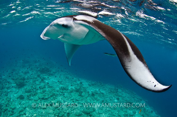 Manta Feeding. Maldives