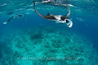 Mantas Feeding. Maldives.