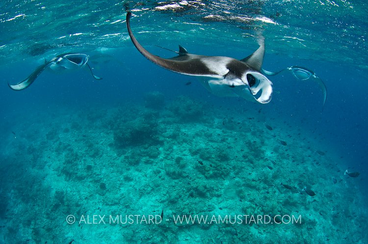 Mantas Feeding. Maldives.